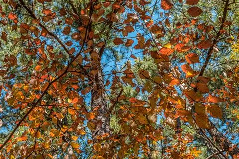 Underneath a tree looking up Foto stock