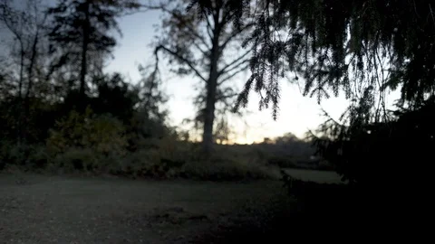 Underneath tree at sunset  Stock Footage 91476368
