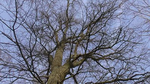 Underneath a Tree, watching into the Blue Sky 스톡 사진