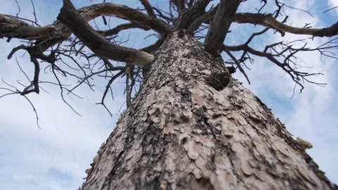 Underneath the tree without leaves Stock Footage 100653539