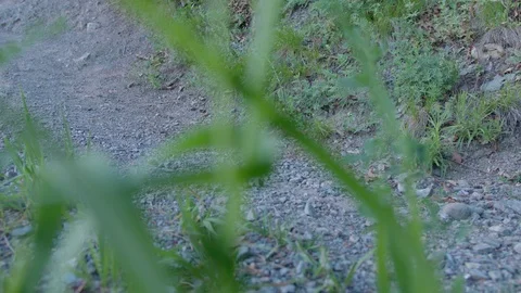 The underneath video shooting form the grass. Bike ride. Stock Footage 95773382