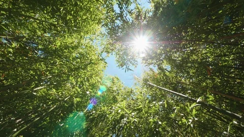 Underneath view of a bamboo forest with the sun passing through the canopy.  Stock Footage 111640086