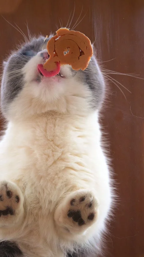 Underneath view of a cat eating nutritional gel Stock Footage 305568983