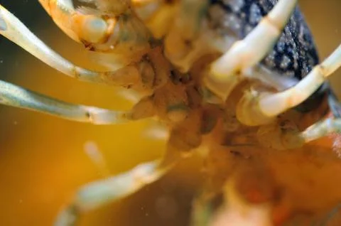 Underneath view to crayfish legs under water Фото
