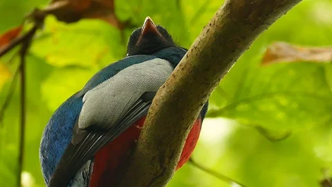Underneath view of trogon bird with red chest and long tail Stock Footage 123629710