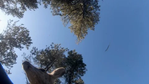 Underneath View of Watering Doe from view of submerged camera-9 Stock Footage 122552537