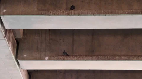 Underpass Pigeons 库存影片 39886482