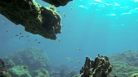 Undersea cliff formation with small fish Stock Footage 52802410
