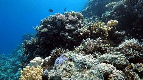 Undersea coral reefs looking to surface Stock Footage 88992147