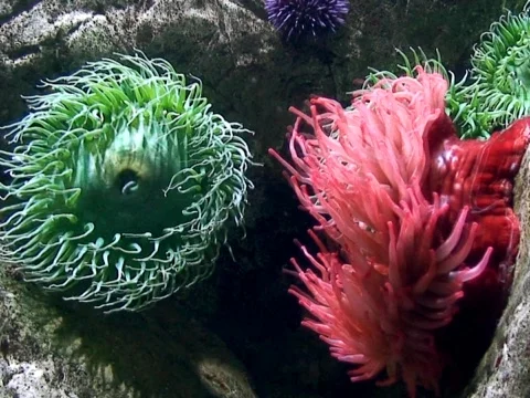 Undersea Stock Footage 490407