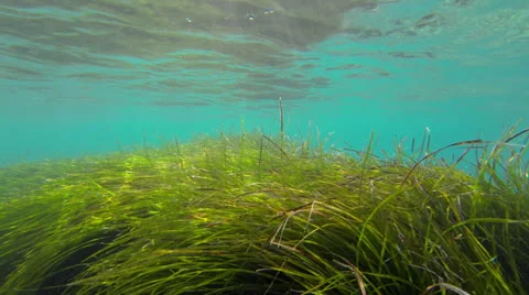 Undersea Video stock 26026655