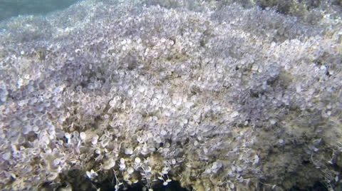 Undersea grass Video stock 26026064