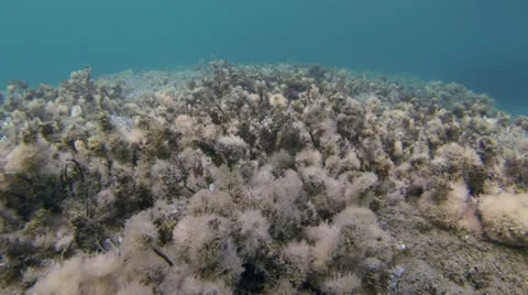 Undersea grass Stockbeeldmateriaal 26027991