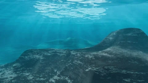 Undersea landscape Stock Footage 342503030