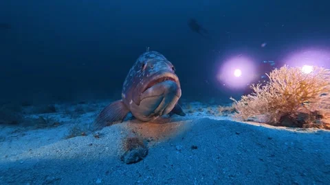 Undersea scene - Big grouper fish and an underwater videographer at -45 meters Stock Footage 345263789