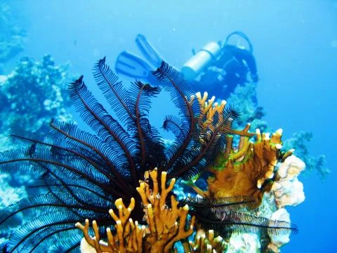 Undersea scene Stock Photos