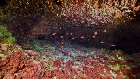 Undersea scene - Red cardinal fish in a colorful scene Stock Footage 344690161