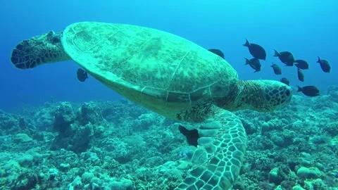 Undersea turtles Video stock 243147201