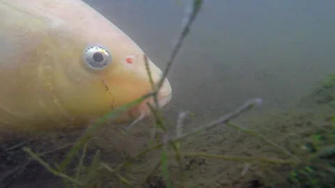 Undersea view of decorative live fish Stockbeeldmateriaal 232410016