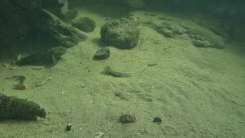 Undersea view of a flatfish and gobies resting on a sandy bottom with rocks Vídeos de archivo 335046156