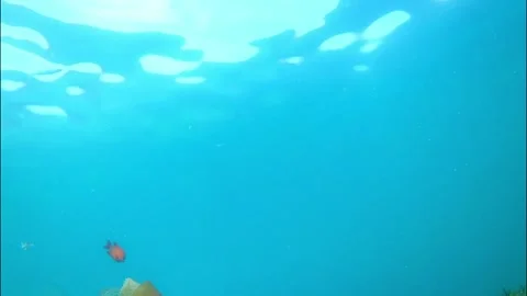 Undersea view of the surface Stock Footage 175474014