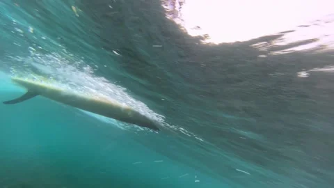 Undersea view of surfboard in action 스톡 동영상 300752041