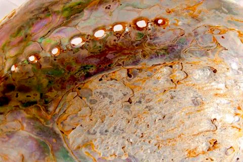 Underside of abalone shell showing mother-on-pearl Stock Photos