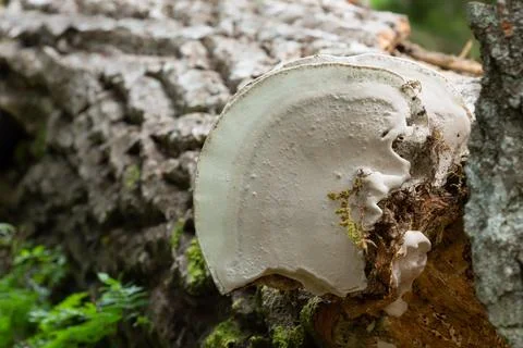 Underside of an artist's conk, Ganoderma applanatum growing on poplar wood Stock Photos