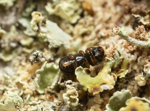 Underside of a bark beetle with a parasite Stock Photos