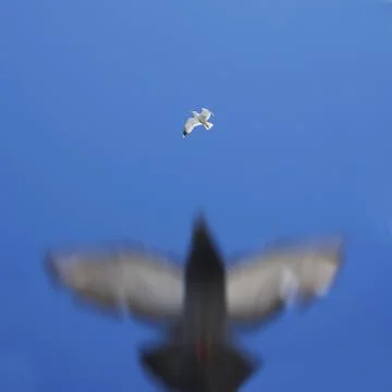Underside of birds flying Foto stock