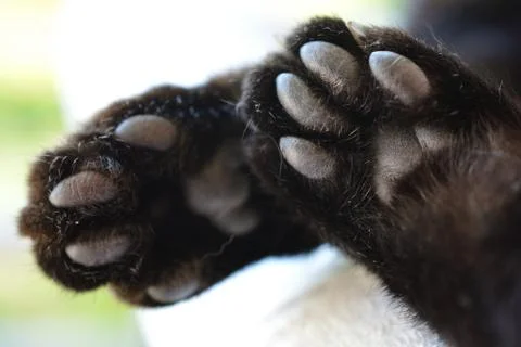 The underside of cat paws, closeup Stock Photos