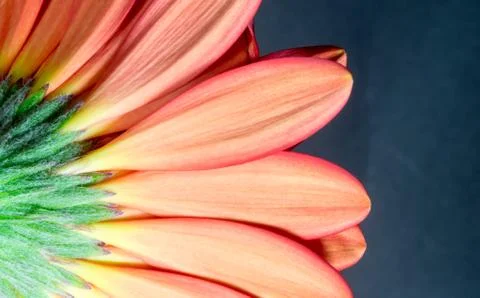 Underside of a Chrysanthemum Flower Stock Photos