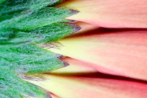 Underside of a Chrysanthemum Flower Stock Photos
