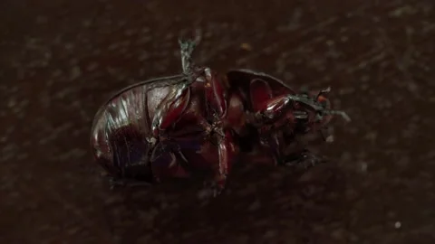 The underside of a Coconut beetle on brown wooden table. 스톡 동영상 158422278