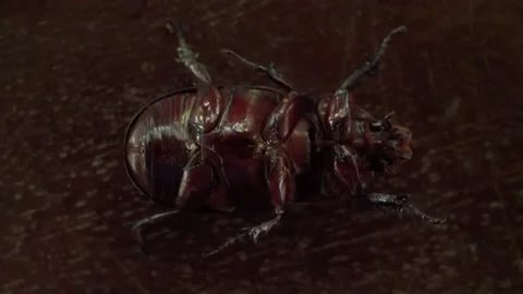 The underside of a Coconut beetle on brown wooden table. 스톡 동영상 158422491
