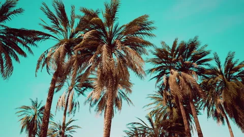Underside of the coconuts tree with clear sky and shiny sun Stock Footage 204734205