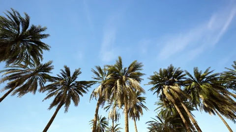 Underside of the coconuts tree with clear sky and shiny sun Stock Footage 219805260