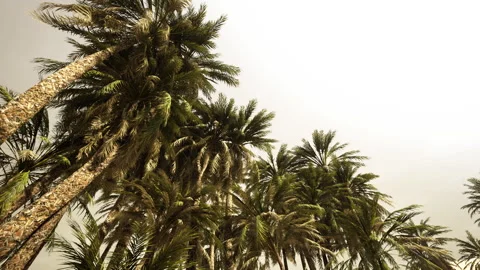 Underside of the coconuts tree with clear sky and shiny sun Stock Footage 231295474