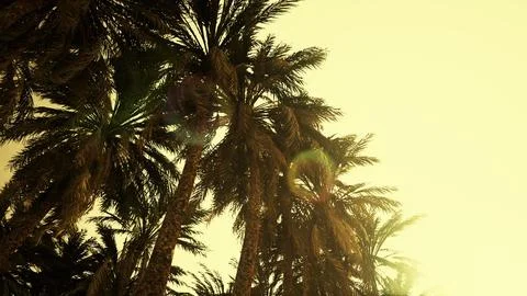 Underside of the coconuts tree with clear sky and shiny sun イラスト素材