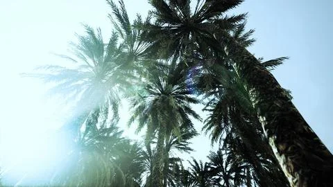 Underside of the coconuts tree with clear sky and shiny sun 스톡 일러스트