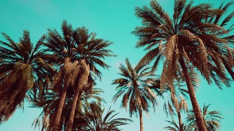 Underside of the coconuts tree with clear sky and shiny sun Ilustración de archivo