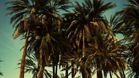 Underside of the coconuts tree with clear sky and shiny sun Ilustración de archivo