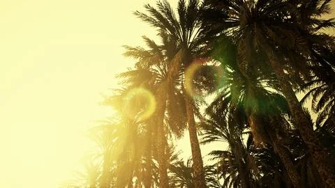 Underside of the coconuts tree with clear sky and shiny sun Illustration