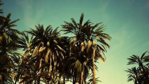 Underside of the coconuts tree with clear sky and shiny sun 스톡 일러스트