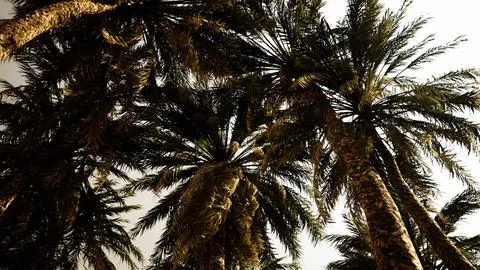 Underside of the coconuts tree with clear sky and shiny sun Stock Illustration