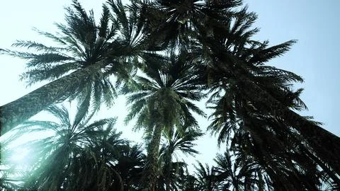 Underside of the coconuts tree with clear sky and shiny sun 스톡 일러스트