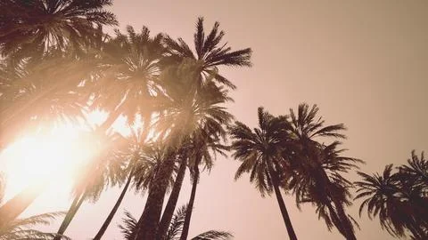 Underside of the coconuts tree with clear sky and shiny sun Illustration
