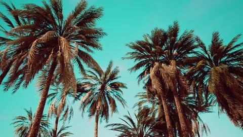 Underside of the coconuts tree with clear sky and shiny sun Stock Illustration