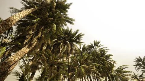 Underside of the coconuts tree with clear sky and shiny sun Stock Illustration