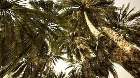 Underside of the coconuts tree with clear sky and shiny sun Stock Illustration